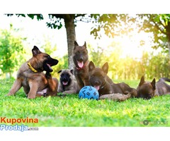 MALINOA stenci - otac SVETSKI SAMPION za 2016.