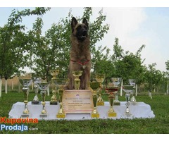 MALINOA stenci - otac SVETSKI SAMPION za 2016.