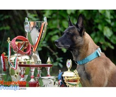 MALINOA stenci - otac SVETSKI SAMPION za 2016.