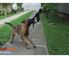 MALINOA stenci - otac SVETSKI SAMPION za 2016. - Fotografija 4/6