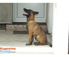 MALINOA stenci - otac SVETSKI SAMPION za 2016. - Fotografija 5/6