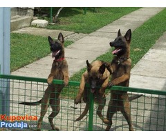 MALINOA stenci - otac SVETSKI SAMPION za 2016. - Fotografija 6/6