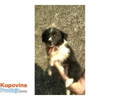 Border Collie stenci