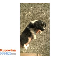 Border Collie stenci