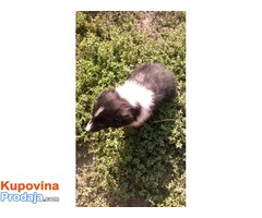 Border Collie stenci