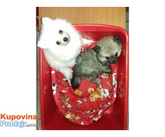 NEMACKI SPIC stenad - pomeranskog tipa