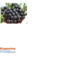 Organski uzgojena aronija - sveže ubrani plodovi - Fotografija 2/8