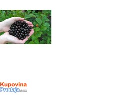 Organski uzgojena aronija - sveže ubrani plodovi - Fotografija 3/8