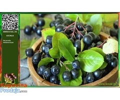 Organski uzgojena aronija - sveže ubrani plodovi - Fotografija 6/8
