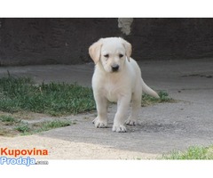 prodajem stenad labrador retrivera - Fotografija 3/9