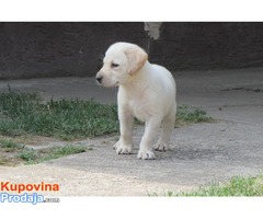 prodajem stenad labrador retrivera - Fotografija 6/9