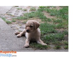 prodajem stenad labrador retrivera - Fotografija 8/9