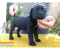 Cane Corso štenci - Fotografija 1/10