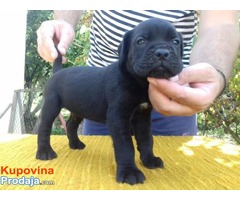 Cane Corso štenci - Fotografija 1/10