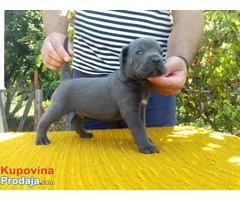 Cane Corso štenci - Fotografija 2/10