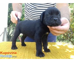 Cane Corso štenci - Fotografija 6/10