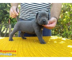 Cane Corso štenci - Fotografija 7/10