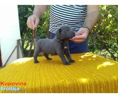 Cane Corso štenci - Fotografija 9/10
