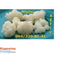 Mlečni kefir, KEFIRNA ZRNCA, Tibetanska gljiva