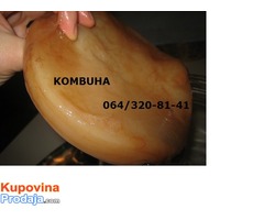 Prodajem japansku čajnu gljivu – KOMBUHA, KOMBUCHA