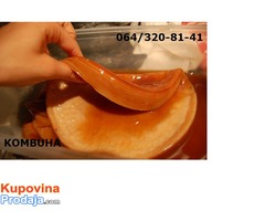 KOMBUHA, KOMBUCHA, japanska ČAJNA GLJIVA KOMBUHA, KOMBUCHA, japanska ČAJNA GLJIVA