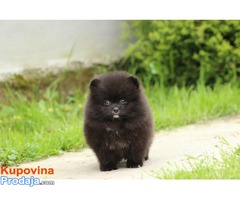 Pomeranski spic crni stenci - prodaja - Fotografija 4/4