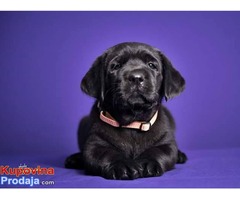 LABRADOR RETRIVER - stenci izlozbenog potencijala