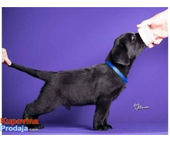 LABRADOR RETRIVER - stenci izlozbenog potencijala