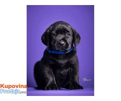 LABRADOR RETRIVER - stenci izlozbenog potencijala