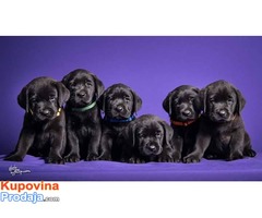 LABRADOR RETRIVER - stenci izlozbenog potencijala - Fotografija 4/6
