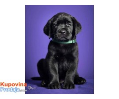 LABRADOR RETRIVER - stenci izlozbenog potencijala - Fotografija 5/6