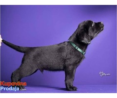 LABRADOR RETRIVER - stenci izlozbenog potencijala - Fotografija 6/6
