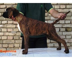 NEMACKI BOXER - vrhunsko zensko stene - Fotografija 3/3