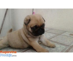 MOPS,štenci - Fotografija 2/3