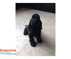 ENGLESKI KOKER SPANIJEL - vrhunsko poreklo