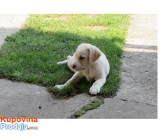 Prodajem stenad labrador retrivera bele i crne boje - Fotografija 1/8