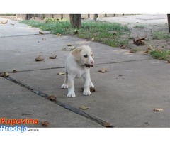 Prodajem stenad labrador retrivera bele i crne boje - Fotografija 3/8