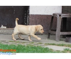 Prodajem stenad labrador retrivera bele i crne boje - Fotografija 5/8