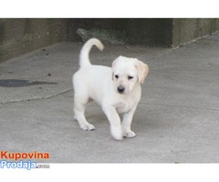 Prodajem stenad labrador retrivera bele i crne boje - Fotografija 8/8