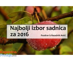 Zdrave sadnice za jesen 2016 - Fotografija 1/2