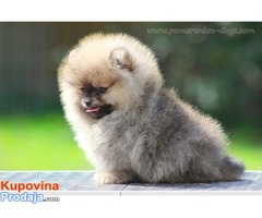 Pomeranski spic Boo - Fotografija 4/5