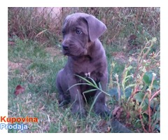 Cane corso štenci - Fotografija 3/5