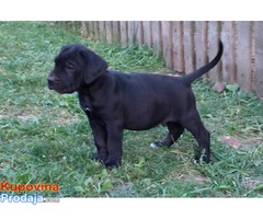 Cane corso štenci - Fotografija 4/5