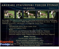 Američki Stafordski Terijer štenad na prodaju - Fotografija 1/7