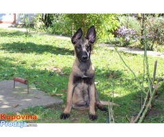 Malinoa – Belgijski ovčar - Fotografija 3/7