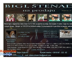 Bigl štenad na prodaju - Fotografija 1/10