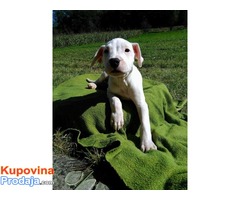 Dogo Argentino - Fotografija 4/6