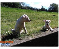 Dogo Argentino - Fotografija 5/6