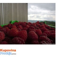 Sadnice maline Wilamet sa 1200mnv,Srdjan - Fotografija 4/8