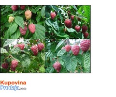 Sadnice maline Wilamet sa 1200mnv,Srdjan - Fotografija 6/8